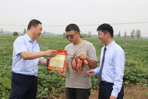 图为沭阳农商银行客户经理了解种植蜜薯情况胡玲玲摄影.JPG